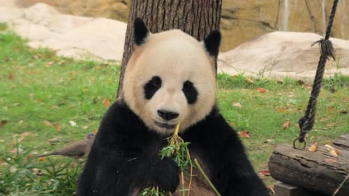 Rare Cute Giant Panda eating bamboo stems, Shanghai Zoo, China