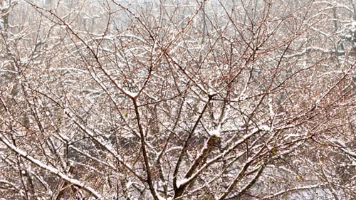 Gentle Snowfall on Bare Tree Branches in Winter