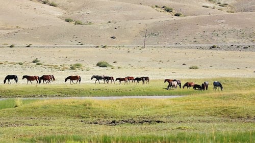 Pferd 3