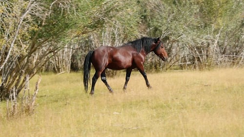 Pferd 4