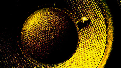 Abstract Pulsing Speaker Cone in Golden Light
