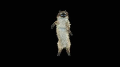 Realistic Fluffy Cat Dancing and Waving Animation