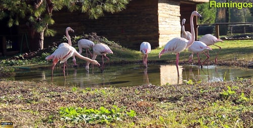 Flamingos Standing in Water on a Sunny Day