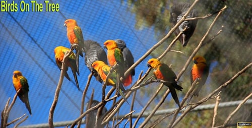 Colorful Parrots Resting on Bare Branches