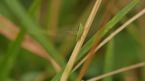 Grashüpfer