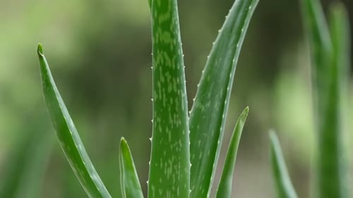 Aloe Vera Plant Close Up in Natural Setting