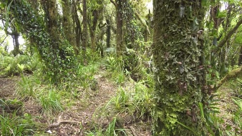Primeval Forest, Nouvelle-Zélande