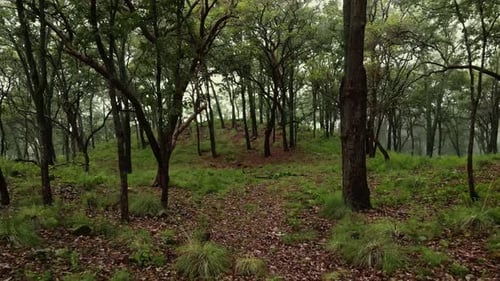 Aerial view of foggy forest and woman collecting mushrooms