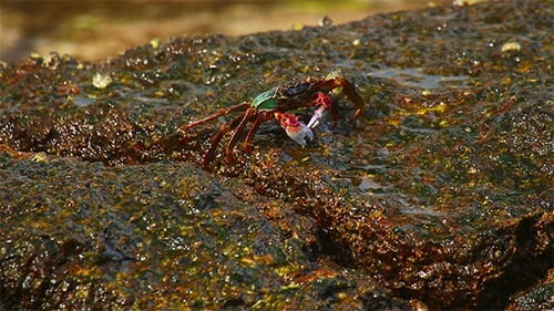 Crab