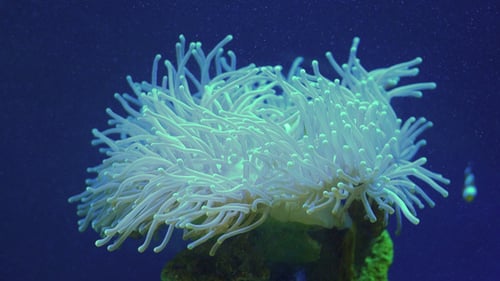Coral
