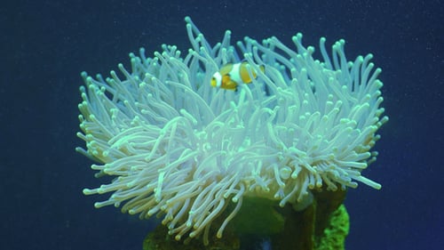 Corail