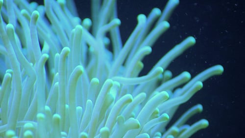 Sea Anemone Gently Swaying Underwater