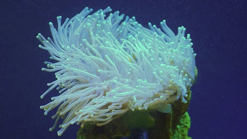 Corail