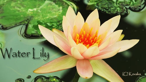 Water Lily Blossoms Open in Time Lapse