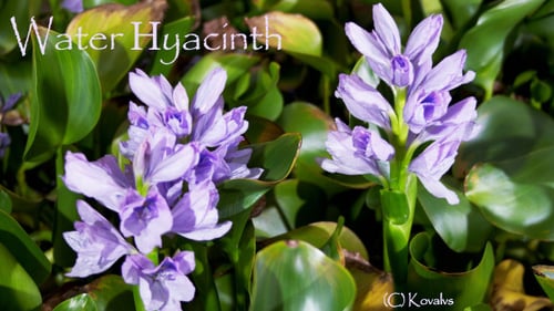 Purple Tropical Flowers Blooming Among Green Leaves