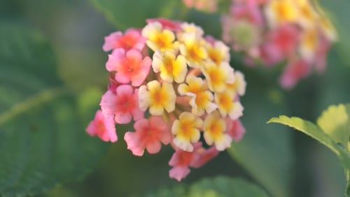 Lantana Blume