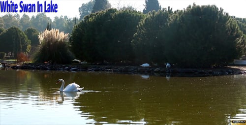 Swan On The Lake
