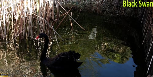 Black Swan Swimming in a Pond
