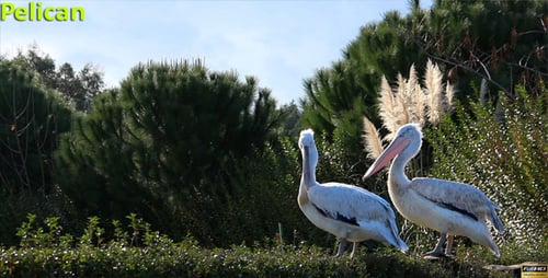 Pelican
