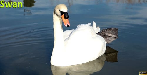 Swan