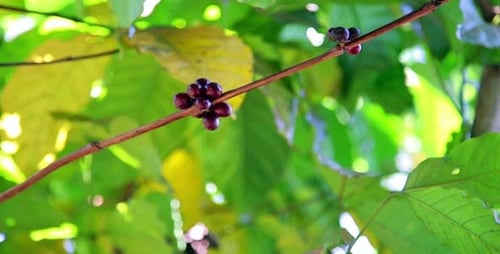 Coffee Tree Plantation, Laos 1