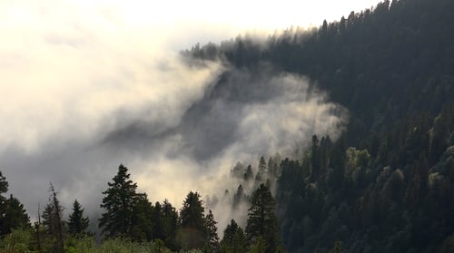 Enchanted Forest and Fog