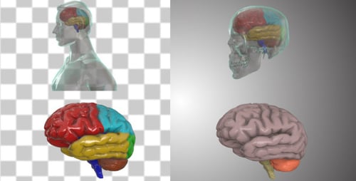 3D Animated Human Brain Anatomy for Medical and Science Education