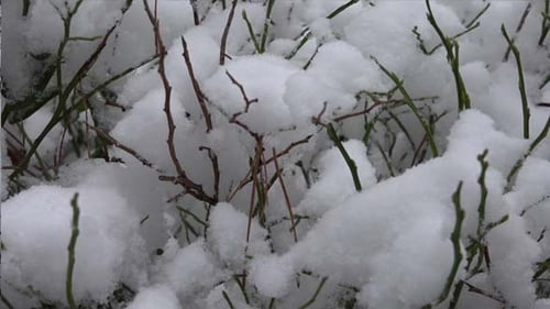 Erster Schnee 1