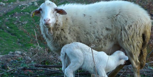 Mutter und Baby Schaf