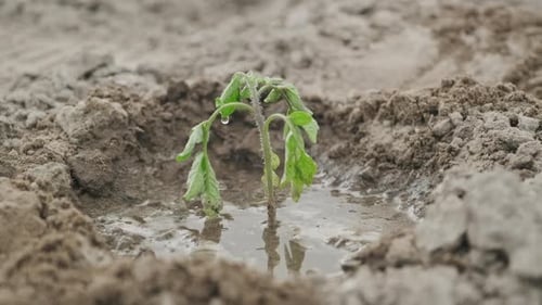 Freshly Planted Seedling Plant Tomato, Watered Plant, Spring Gardening, Farm, Hobby Growing Natural