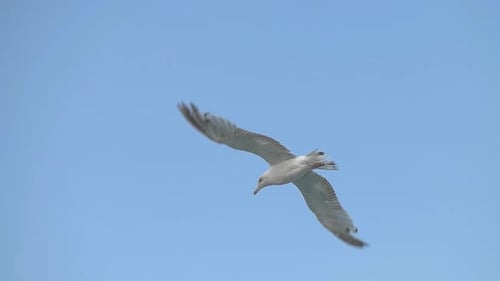 Seagull