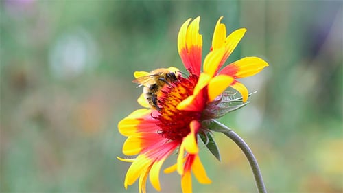 Bumblebee.