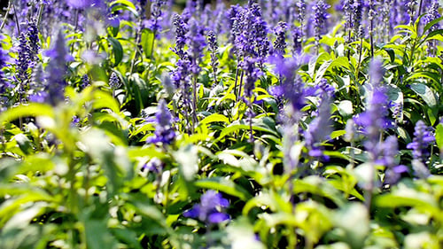 Blue Salvia Flower 01