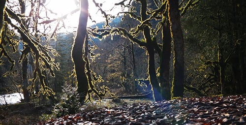 Arbres envahis par la mousse dans la forêt dans un mont
