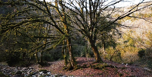Trees Overgrown With Moss in the Forest 3