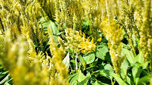 Verges d'or communes 02