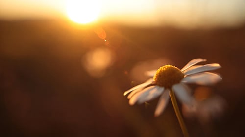 Backlit Daisy Flower Swaying Gently in Golden Sunlight