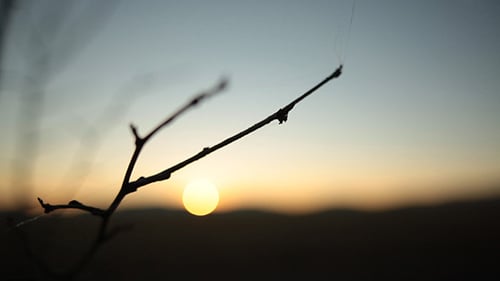 Bare Branch Silhouette at Golden Sunrise