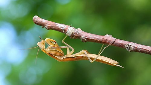 Mantis On Branch Of Tree
