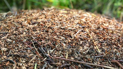 Ameisen kriechen auf Ameisenhaufen