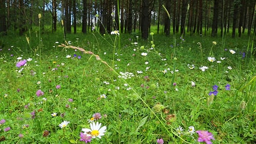 Forest Flowers