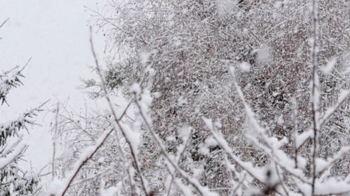 Nieve cayendo en un bosque tormenta de invierno