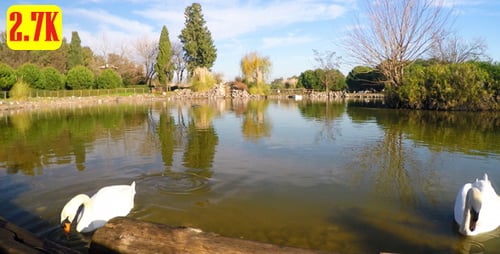 Swan und Green Lake im Park