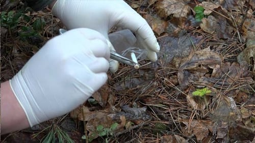 Mushroom Collection Using Tweezers in Forest