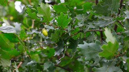 Oak