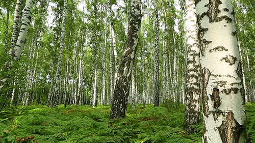Bosque de abedules