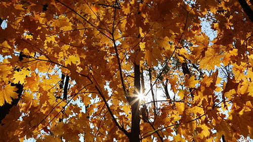 Hojas de otoño