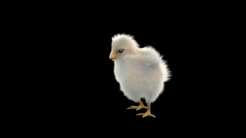 Realistic Animated Chick Walking and Looking Around