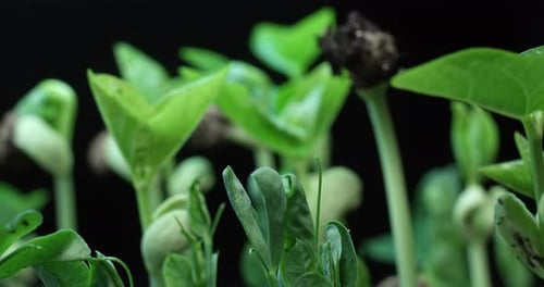 Timelapse Pea Plant Growth on Black Background