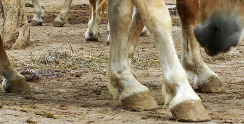 Horses Legs Standing on a Dirt Ground
